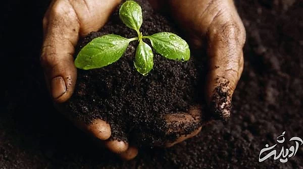 پوست تخم مرغ در خاک گلدان پوست تخم مرغ برای گیاه